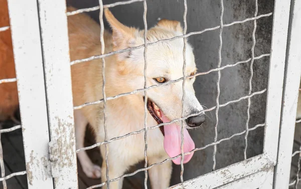 Hayvan barınağı, köpek — Stok fotoğraf