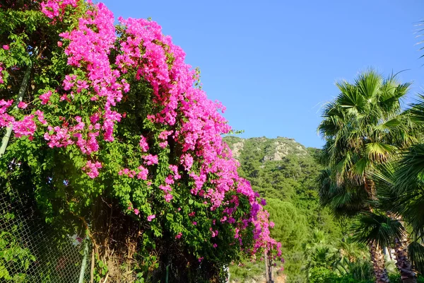 Flores tropicales florecientes — Foto de Stock