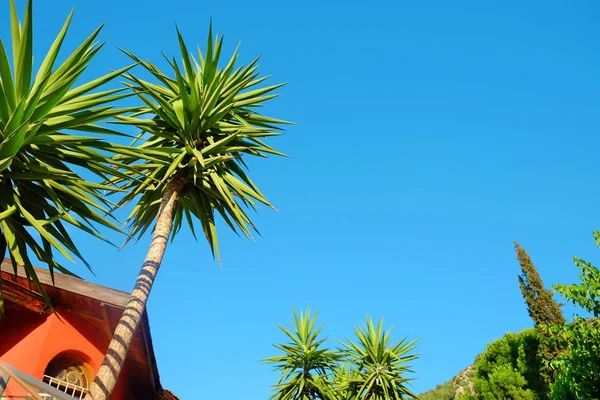 Mavi gökyüzü arka plan üzerinde güzel tropikal ağaçlar — Stok fotoğraf