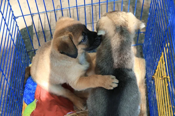 Bonitos filhotes de cachorro desabrigados na gaiola — Fotografia de Stock