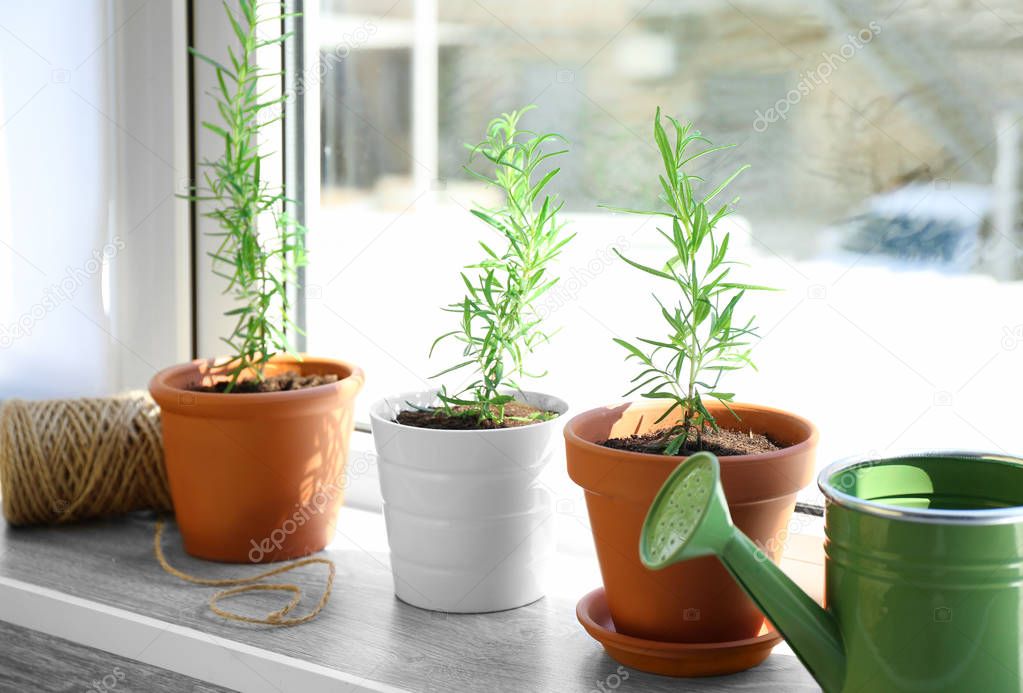 Pots with homegrown rosemary 