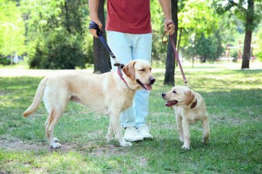 Sarı Retriever Park ile yürüyen genç adam