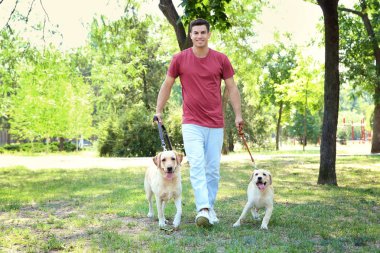 Sarı Retriever Park ile yürüyen genç adam