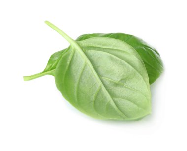  organik taze fesleğen 