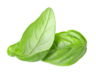  organik taze fesleğen 