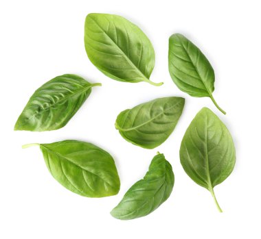 Organik taze fesleğen yaprağı 