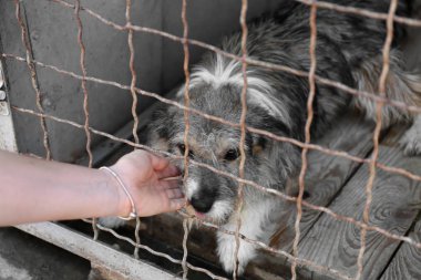 Kadın okşayarak köpek hayvan barınağında