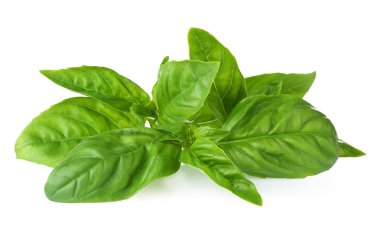 Organik taze fesleğen yaprağı 