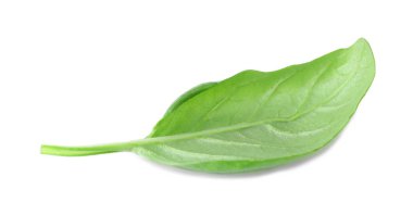  organik taze fesleğen 