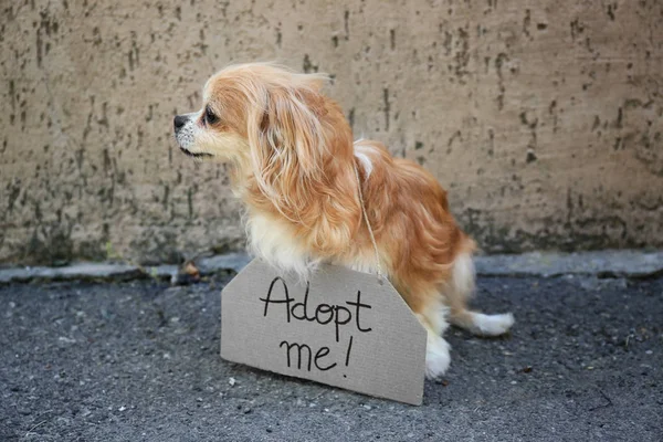Obdachloser Hund und Text adoptieren mich — Stockfoto