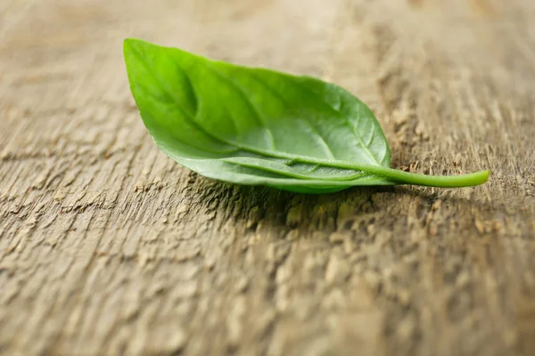  organik taze fesleğen 