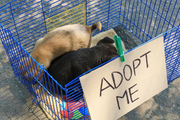 Bonitos filhotes de cachorro desabrigados na gaiola — Fotografia de Stock