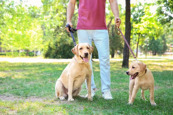 Sarı Retriever Park ile yürüyen genç adam