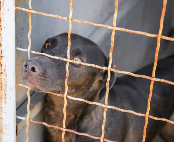 Hayvan barınağı, köpek — Stok fotoğraf