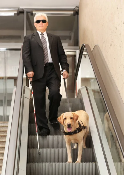 Слепой с собакой-поводырем на эскалаторе — стоковое фото