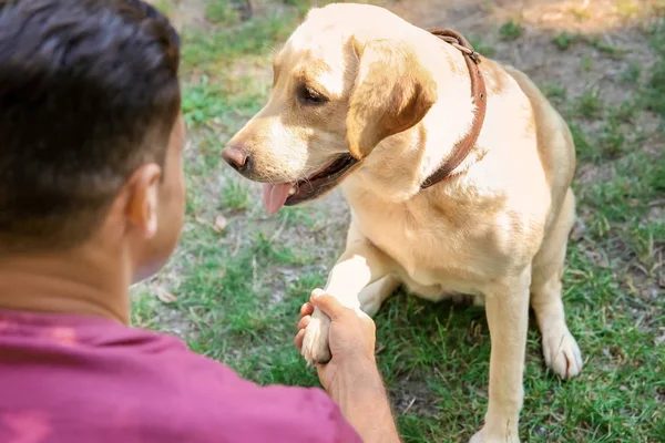 Żółty pies myśliwski daje łapę aby młody człowiek w parku — Zdjęcie stockowe