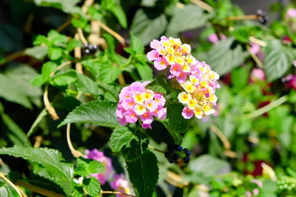 Tropische blühende Blumen — Stockfoto