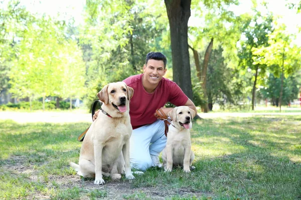 Jonge man lopen met gele retrievers in park — Stockfoto