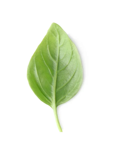 Albahaca orgánica fresca — Foto de Stock