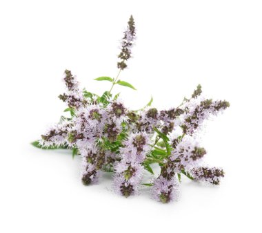 Çiçekli taze nane. 