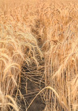 spikelets altın buğday alanında 