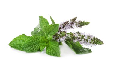 Çiçekli taze nane. 