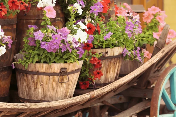 Belo canteiro de flores feito de carrinho — Fotografia de Stock