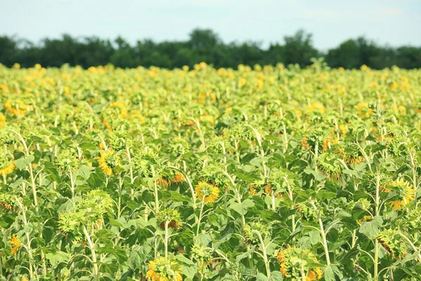 Krásné slunečnice pole — Stock fotografie
