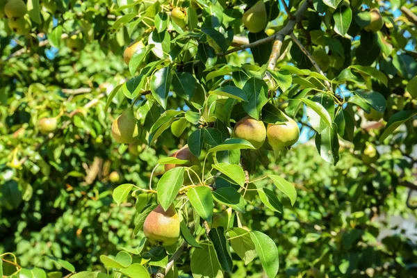 Pir di cabang pohon di kebun buah — Stok Foto