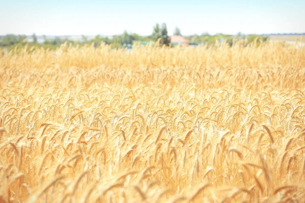 Красивое пшеничное поле — стоковое фото