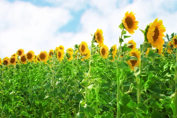 Квітучі соняшники в полі — стокове фото