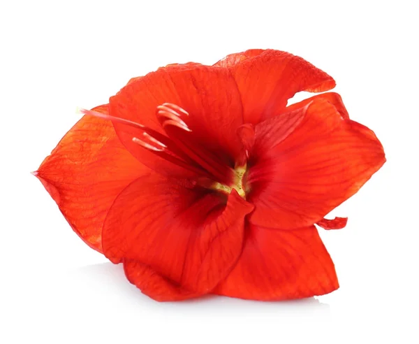 Beautiful tropical flower — Stock Photo, Image