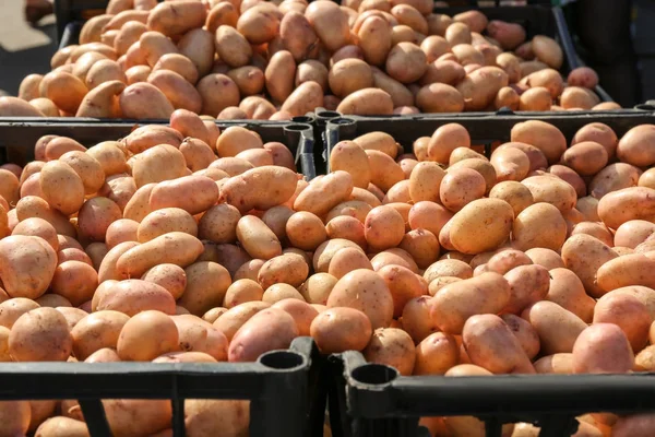 Beaucoup de pommes de terre au marché — Photo