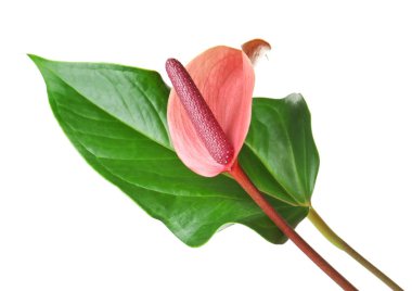 güzel tropikal çiçek 