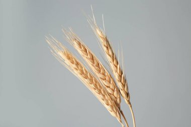 Olgun buğday spikelets