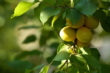 Dalı bahçesinde lezzetli kayısı