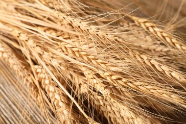 Olgun buğday spikelets 