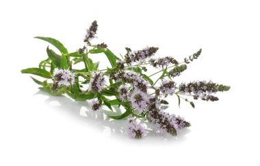 Çiçekler beyaz arka plan üzerinde ile taze nane