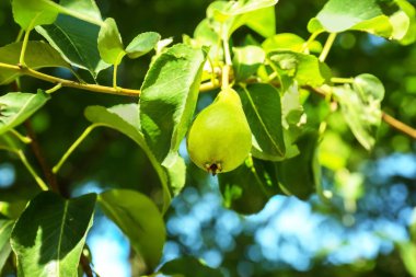 Armut ağacı dalı meyve bahçesinde üzerinde