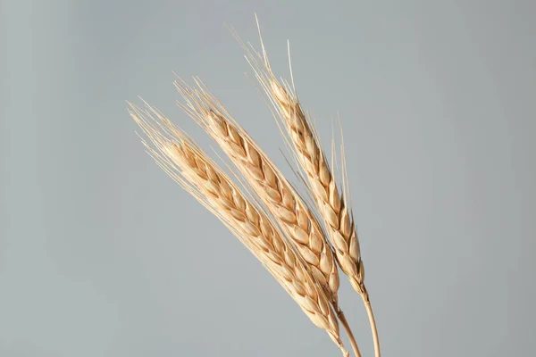 Ripe wheat spikelets — Stock Photo, Image