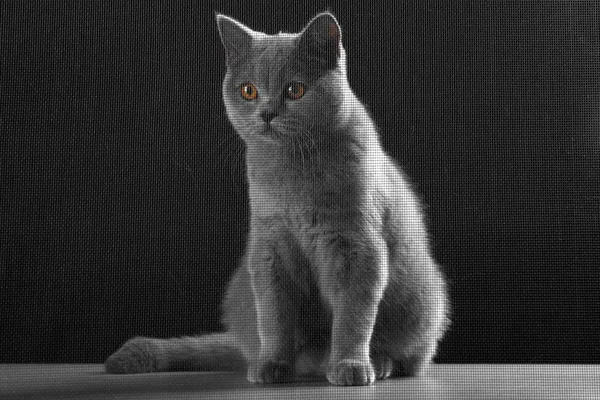 Γάτα μέσα από την οθόνη του παραθύρου — Φωτογραφία Αρχείου