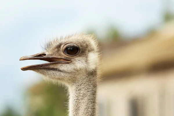 Volwassen struisvogel op boerderij — Stockfoto