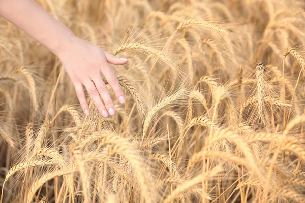 女人的抚媚动人字段中的小麦的手 — 图库照片