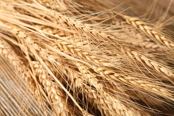 Klásky zralé pšenice — Stock fotografie