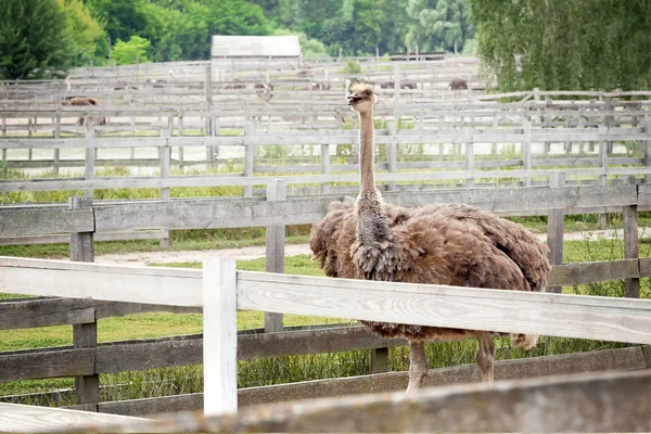 Büyük devekuşu çiftliğinde muhafaza içinde