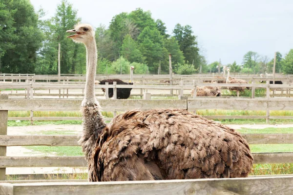 Strauß in Koppel auf Bauernhof gezüchtet — Stockfoto