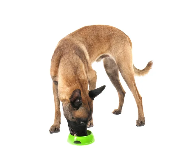 Perro comiendo de cuenco — Foto de Stock