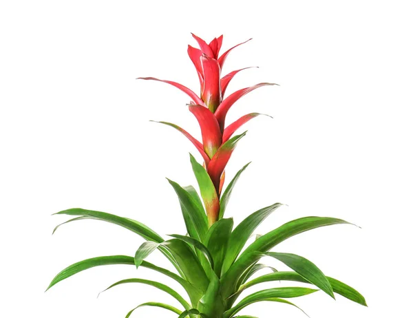 Red Guzmania flower — Stock Photo, Image