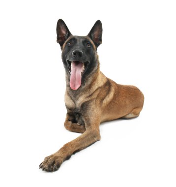 Köpek, üzerinde beyaz izole