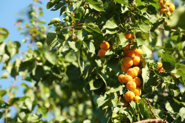 Lezzetli kayısı dalı 
